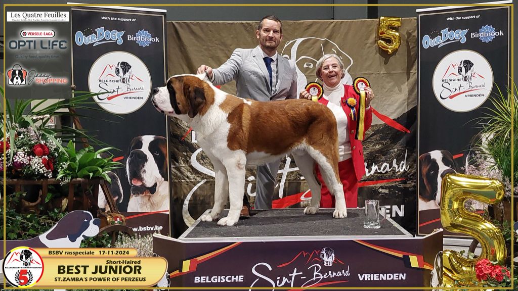 Du Domaine De La Poudrière - CH ST. ZAMBA?S POWER OF PERZEUS ? Vainqueur du WoW Competitie 2025 (Pa