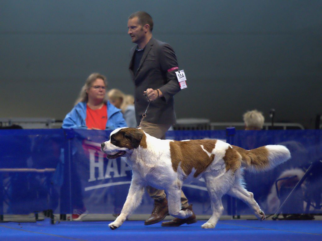 Du Domaine De La Poudrière - Vainqueur du WoW Competitie 2025 (Pays-Bas)